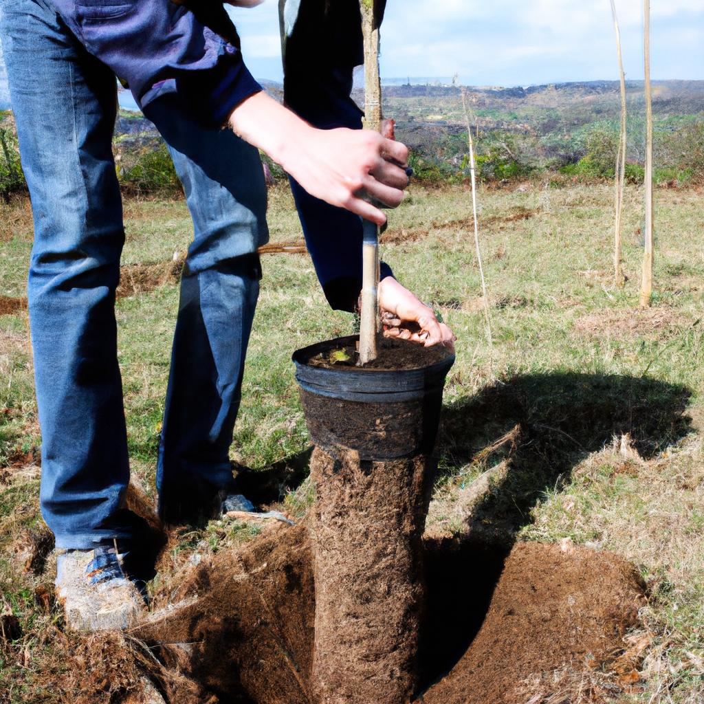 Person planting trees in field